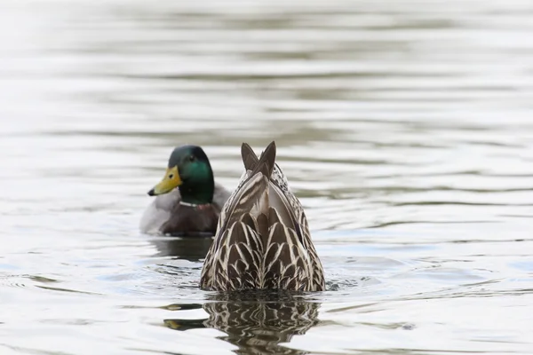 Bottoms up — Stock Photo, Image