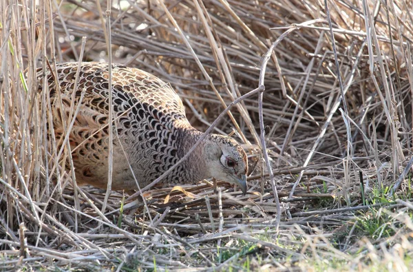 Foraging hen pheasant — Stock Photo, Image