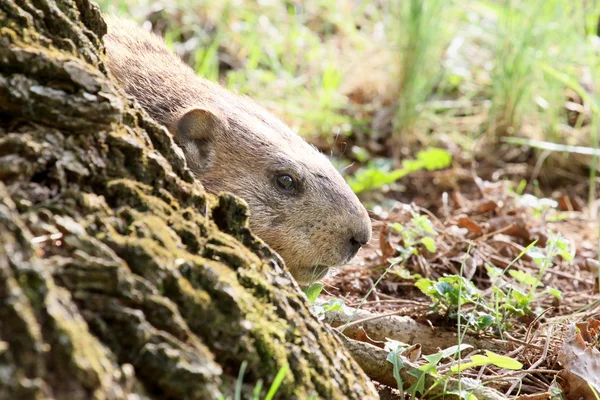 Jäädytetty metsämurmeli — kuvapankkivalokuva