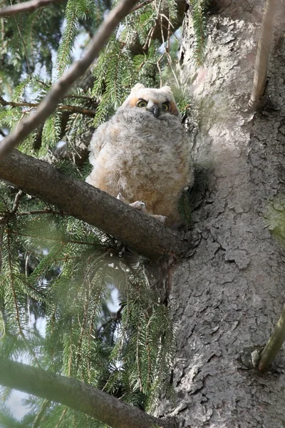 Intensiv baby owl — Stockfoto