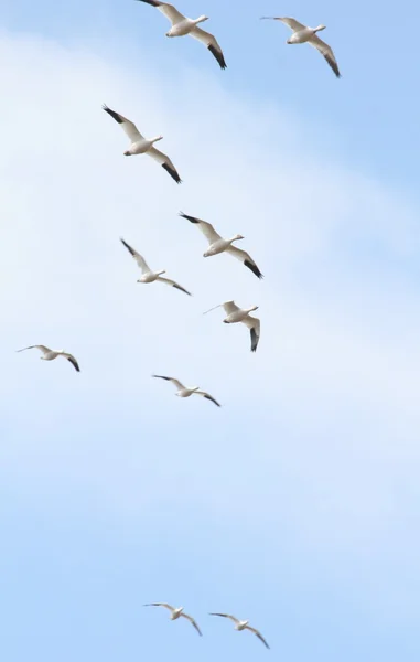 Snow geese — Stock Photo, Image