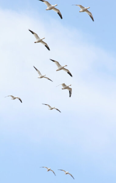 Снежные гуси
