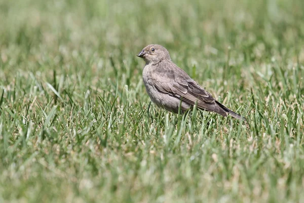 Zombie bird — Stock Photo, Image