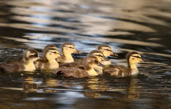 Raft of ducklings — Stock Photo, Image