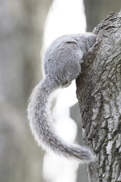 Squirrel butt — Stock Photo, Image