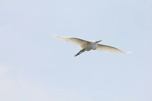 Soaring egret — Stock Photo, Image