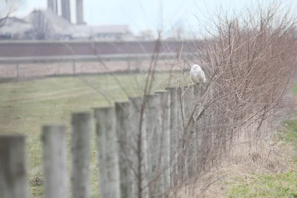 Snowy owl on fence — Stock Photo, Image