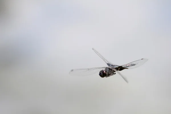 Vuelo de libélula 3 / 4 — Foto de Stock