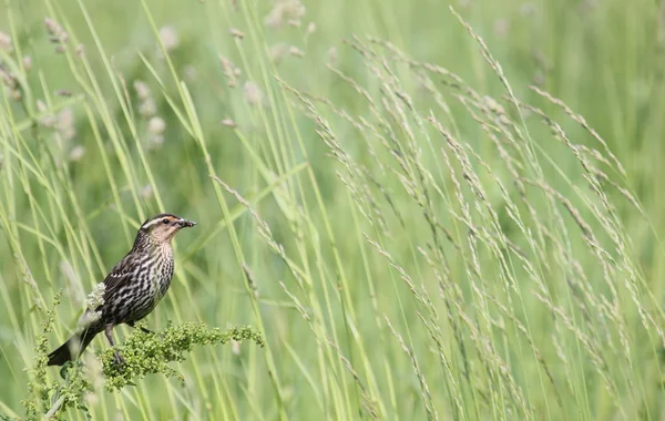 Redwing in tall grass — Stock Photo, Image