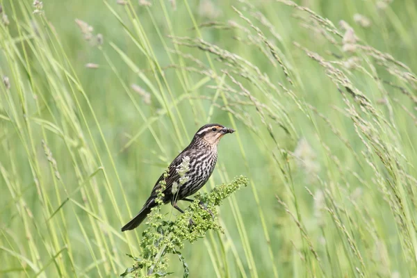 Redwing in weeds — Stock Photo, Image