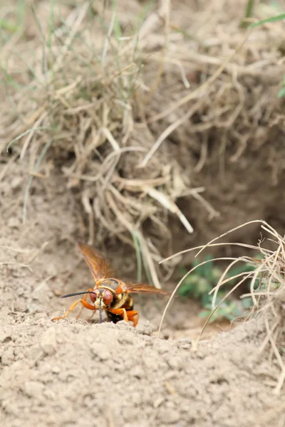 Cicada killer at burrow entrance Stock Image