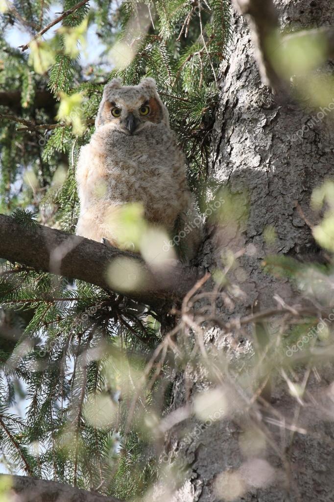 Bebe Hibou Regardant Vers Le Bas Image Libre De Droit Par Chiptape C Bebe Hibou Regardant Vers Le Bas Image Libre De Droit Par Chiptape C