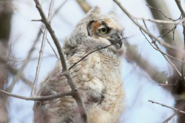 baykuş yumuşak ışık