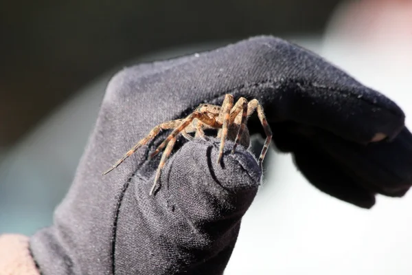 Araña en guante negro — Foto de Stock
