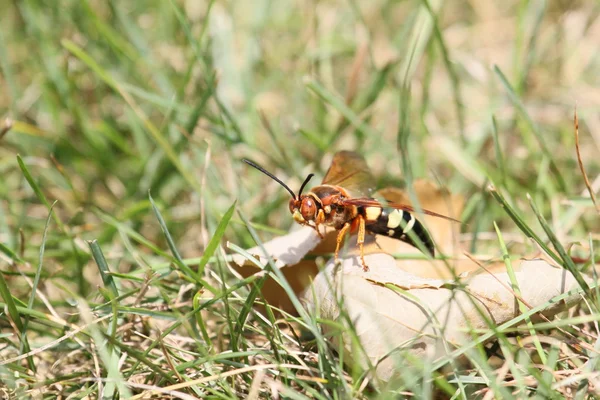 Cicada killer guard — Stockfoto