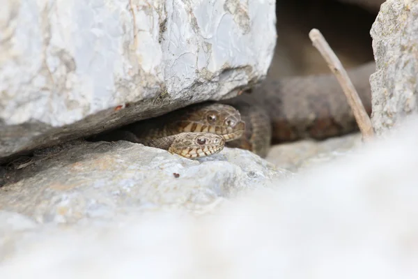 Water snakes — Stock Photo, Image