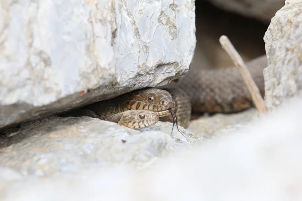 Two water snakes — Stock Photo, Image