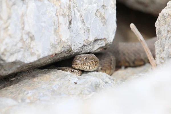 Aşk — Stok fotoğraf