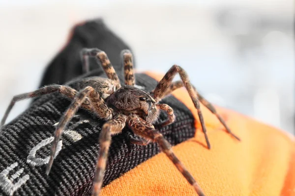 Araña en el guante naranja — Foto de Stock