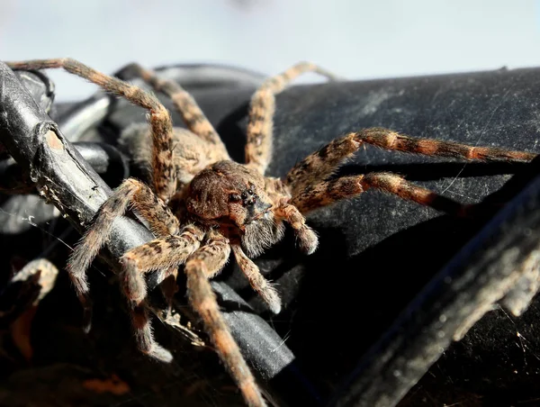 Araña en la cerca — Foto de Stock