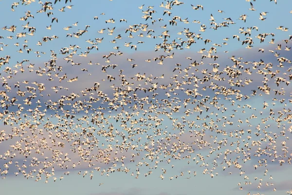 Sunlit snow geese — Stock Photo, Image