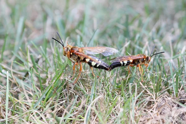 Parning cicada killers — Stockfoto