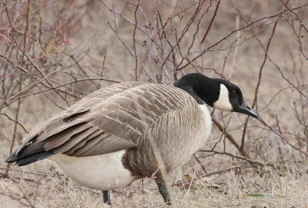 Goose & briars — Stock Photo, Image