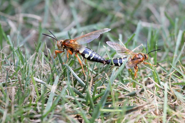 Ağustosböceği çiftleşme katiller — Stok fotoğraf
