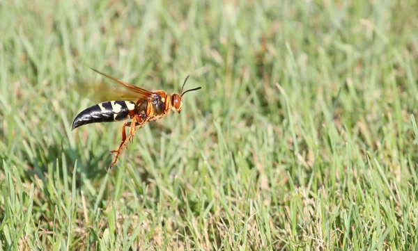Cicada mördare under flygning — Stockfoto