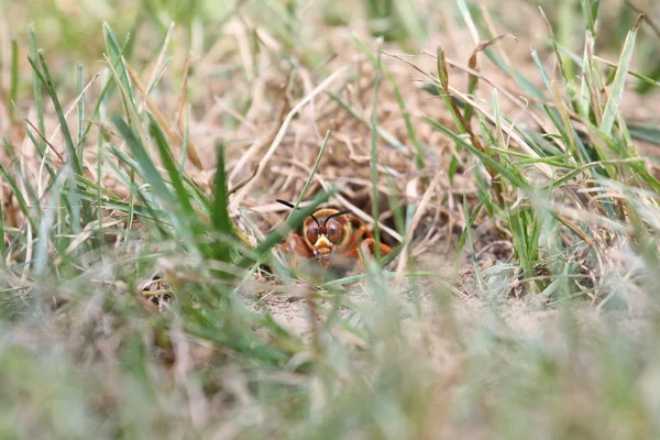 Asesino de cigarras en la hierba —  Fotos de Stock