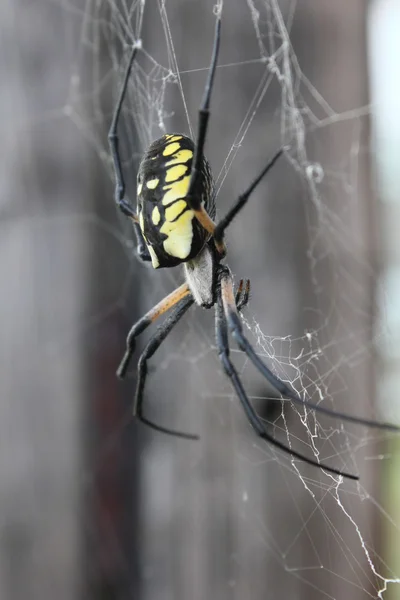 Argiope 3 / 4 vista — Foto de Stock