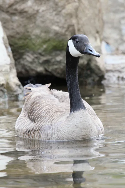 Goose in water — Stock Photo, Image