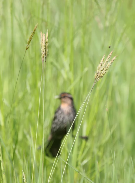 Insecte et oiseau — Photo