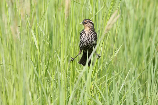 Redwing straddle — Stock Photo, Image