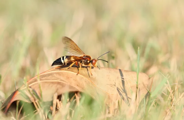 Cicada killer på blad — Stockfoto