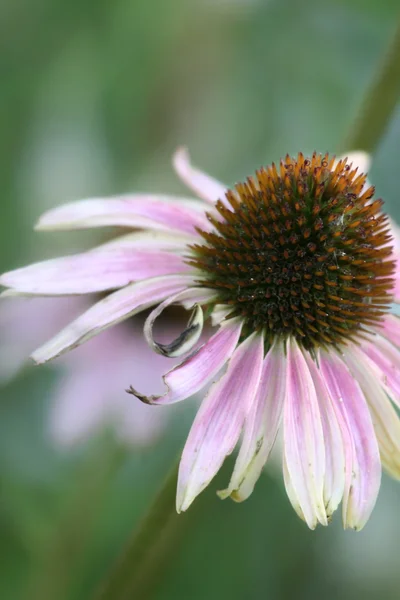 Faded echinacea — Stock Photo, Image