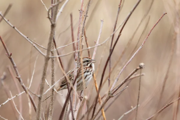 Singing sparrow — Stock Photo, Image