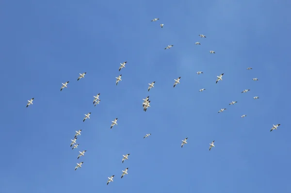 Snow geese & sky — Stock Photo, Image