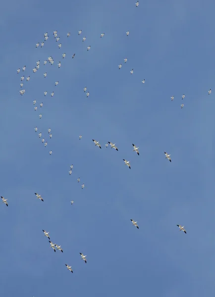 Gansos de nieve volando — Foto de Stock