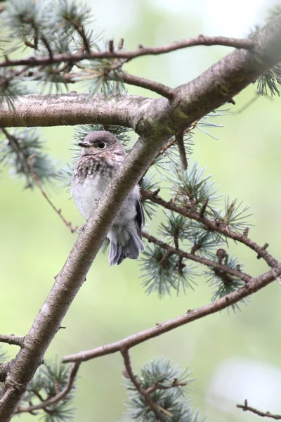 Bluebird κάθετη — Φωτογραφία Αρχείου