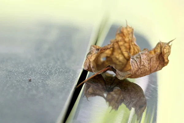 Torra blad liggande — Stockfoto