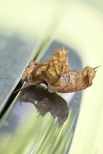 Dry leaf portrait — Stock Photo, Image