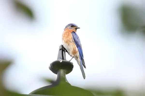 Bluebird right — Stock Photo, Image