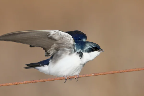 Disturbed tree swallow — Stock Photo, Image