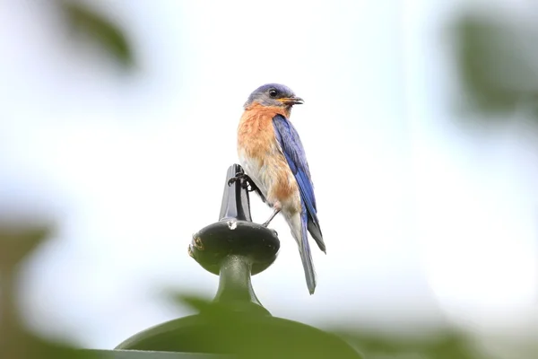 Singing bluebird right — Stock Photo, Image