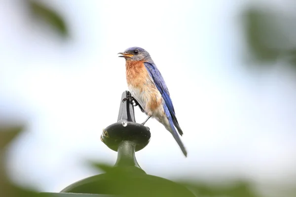 Bluebird chantant à gauche — Photo