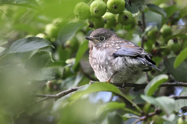 Baby bluebird — Stock Photo, Image