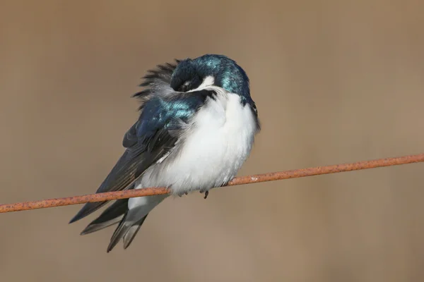 Fluffy tree swallow — Stock Photo, Image