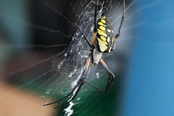 Барвисті павук — стокове фото