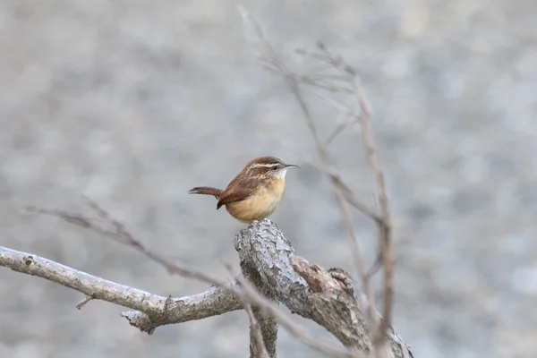 Wren alegre — Foto de Stock